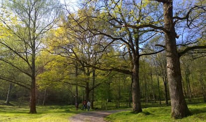 Uno de los bosques de Girona en los que la asociación Sèlvans organiza los baños.