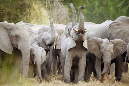 Una manada de elefantes africanos en Mozambique.