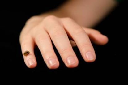 Una persona sostiene en su mano la falange fósil de la niña hallada en la cueva de Denisova (Rusia).