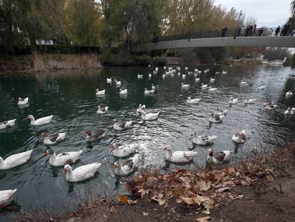 El Tajo, a su paso por Aranjuez, en diciemrbe de 2013. 