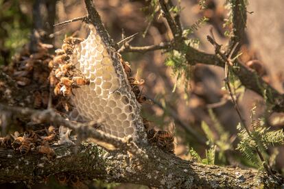 La desigualdad económica, el cambio climático y las prácticas agrarias nocivas están disminuyendo la población de abejas y vulnerando la resistencia de sus guardianes: los apicultores artesanales.