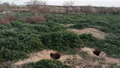 Batidas nocturnas y hurones: Lleida prolonga las medidas para combatir la plaga de conejos