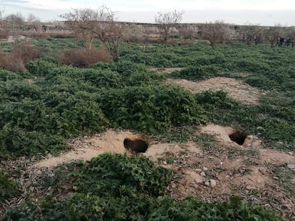 Batidas nocturnas y hurones: Lleida prolonga las medidas para combatir la plaga de conejos