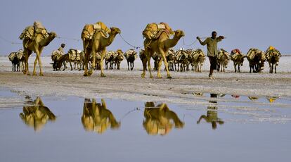 Las caravanas de los afar transportan la sal.