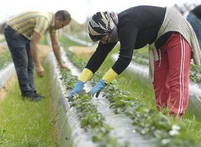 Trabajadores, en un campo de fresas de Huelva.