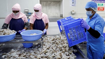 Trabajadores procesan camarón en una fábrica, el 10 de abril de 2025.