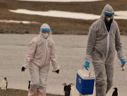Dos investigadores analizan posibles muestras de gripe aviar en la Antártida, el pasado 13 de marzo.