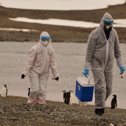 FILE PHOTO: Researchers wearing protective suits collect samples of wildlife, where the H5N1 bird flu virus was detected, at Chilean Antarctic Territory, Antarctica, in this undated handout photo obtained by Reuters on March 13, 2024. Instituto Antartico Chileno/Handout via REUTERS THIS IMAGE HAS BEEN SUPPLIED BY A THIRD PARTY. MANDATORY CREDIT. NO RESALES. NO ARCHIVES/File Photo