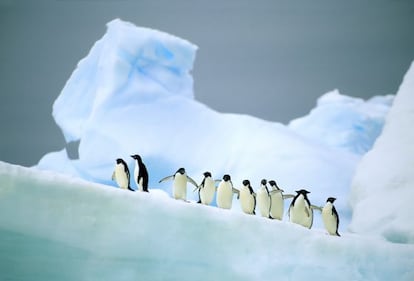 Pingüinos sobre un fragmento de glaciar en la Península Antártica.