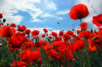 Amapolas