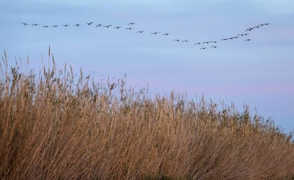 Una bandada de aves sobrevuelan cañaverales de la Albufera (Valencia).