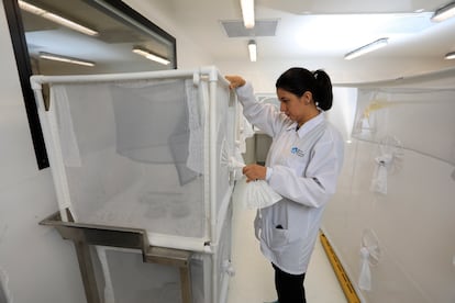 La científica Marlene Salazar observa mosquitos en la fábrica del World Mosquito Program en Medellín, Colombia, en agosto de 2023. 