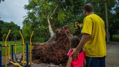 Pai e filha observam uma árvore caída na zona oeste.