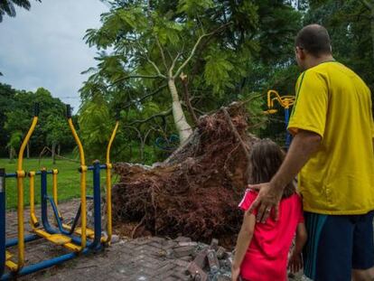 Pai e filha observam uma árvore caída na zona oeste.