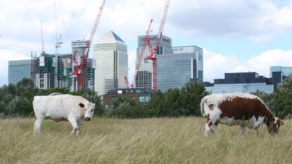 Dos vacas pastan en los prados de Mudchute Farm, en Londres