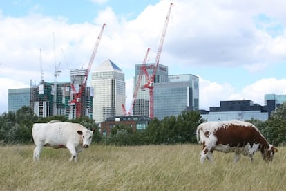 Dos vacas pastan en los prados de Mudchute Farm, en Londres