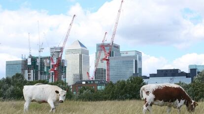 Dos vacas pastan en los prados de Mudchute Farm, en Londres