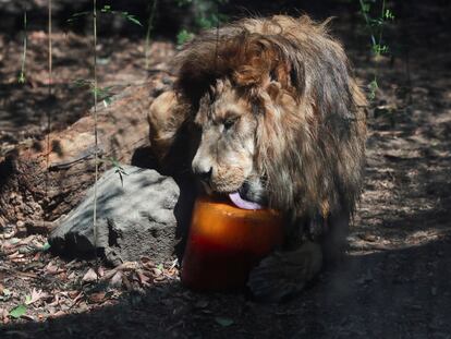 Un león lame una 'paleta helada' en el Zoológico de Chapultepec, el 30 de mayo.