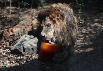 leon con una paleta helada en el zoologico de chapultepec