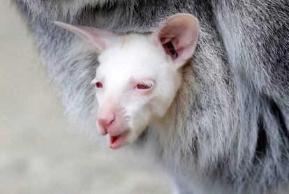 Un ualabí albino de un mes se refugia en la bolsa de su madre, este miércoles, en el zoológico de Decin, República Checa.