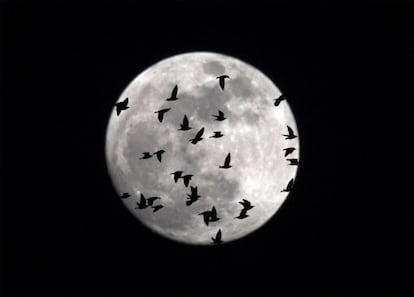 La luna cubierta por una bandada de pájaros que sobrevuelan Roma (Italia).