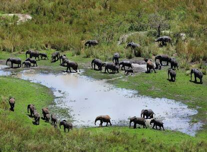 Un numeroso grupo de elefantes, muy abundantes en el parque nacional de Garamba, se acerca a beber agua.