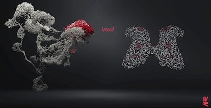 La imagen muestra la posición de las neuronas Vsx2 que reconfiguran su función al estimular eléctricamente la médula de lesionados. A la izquierda, vista lateral, a la derecha, sección vista desde arriba.