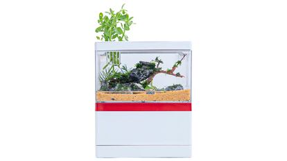 acuarios, acuarios plantados, acuarios pequeños, acuario amazon, pecera pequeña, comprar acuario, ¿cómo mantener un acuario en casa?, acuarios para principiantes, peces para acuarios, bricor acuarios, ¿qué necesito para empezar un acuario?, consejos para empezar un acuario, kit acuario principiantes