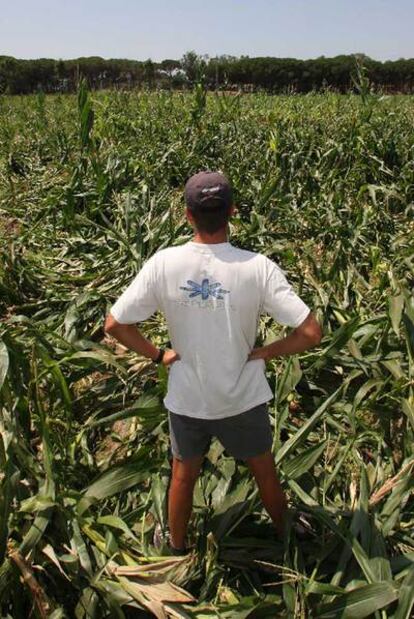 Abdon Blay contempla el campo de maíz arrasado por un grupo de ecologistas radicales.