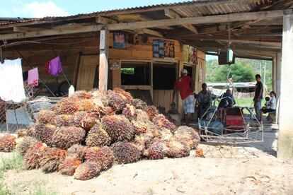 Frutos de palma de aceite amontonados en una tienda de Bajo Aguan.