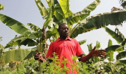 Lawrence Tusiime, encargado de la conservación del Jardín Botánico de Tooro, es un experto en la artemisia.