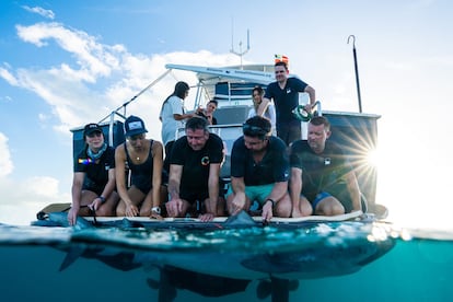 Un grupo de investigadores inmoviliza a un tiburón para instalarle una cámara. 