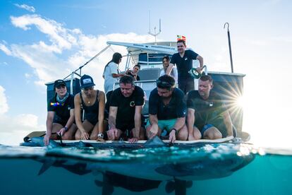 Researchers immobilizing a shark to fit it with a camera.