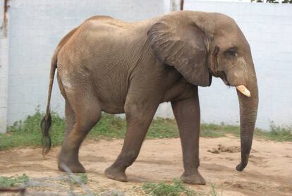 Tantor, el elefante africano del zoológico de Barranquilla, Colombia.