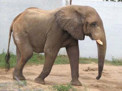 Tantor, el elefante africano del zoológico de Barranquilla, Colombia.