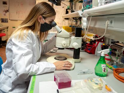 Silvia de Santis, investigadora del programa GenT, en el laboratorio del Instituto de Neurociencias de Alicante.