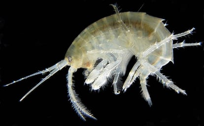 Un ejemplar de la especie 'Gammarus roeseli', de la misma familia que la investigada en el estudio de Alicia Mateos.