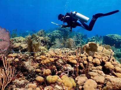 Sindrome blanco corales Caribe mexicano