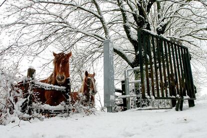 Dos pottokas (caballo autóctono del País Vasco y Navarra) se asoman a una valla cubierta por la nieve en el alto de Mezquiriz, en la comunidad foral.