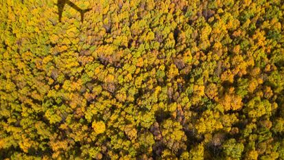 Compensar o tributar: las aerolíneas, en el centro de las discusiones climáticas