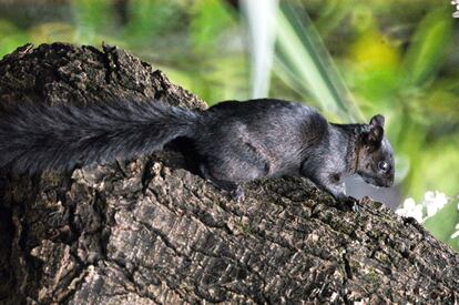 Una ardilla en los jardines de la Universidad Nacional Autónoma de México