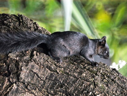 Una ardilla en los jardines de la Universidad Nacional Autónoma de México.