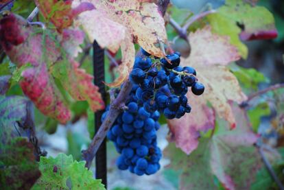 La uva local tiene una piel muy gruesa. Nos da un vino con muchos aromas y que envejece muy bien.