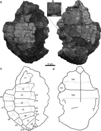 Los restos fósiles de la tortuga, según la publicación Cretaceous Research.