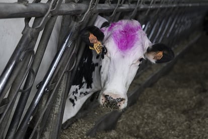 Una vaca marcada y separada del resto por encontrarse en tratamiento con antibióticos en una explotación gallega.