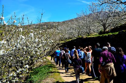 Valle del Jerte cerezos