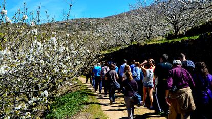 Los turistas visitan los cerezos en flor del Valle del Jerte, al norte de la provincia de Cáceres.