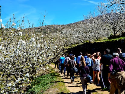 Los turistas visitan los cerezos en flor del Valle del Jerte, al norte de la provincia de Cáceres.