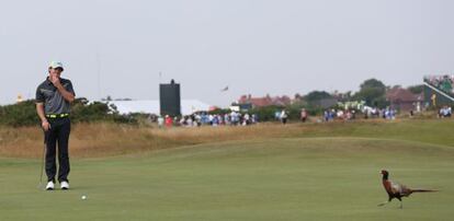 McIlroy ve el faisán que se coló en el green del 8.