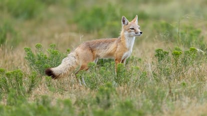 Una hembra adulta de zorro veloz fotografiada en el este de Wyoming (EE UU).